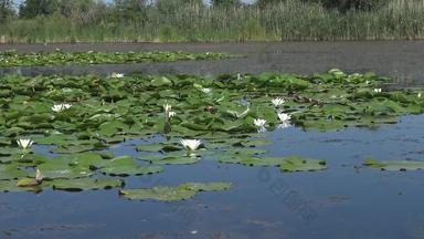 美丽的白色水莉莉睡莲属阿尔芭花水表面湖落下乌克兰植物上市红色的书乌克兰